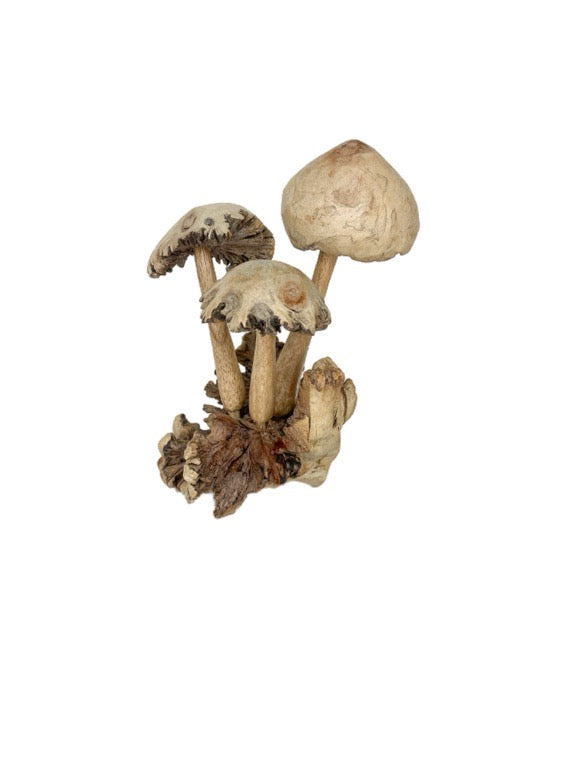 Wooden mushroom trio 15cm- various