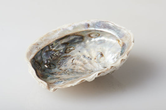 Genuine Abalone Shell