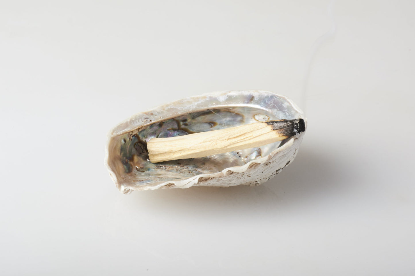 Genuine Abalone Shell