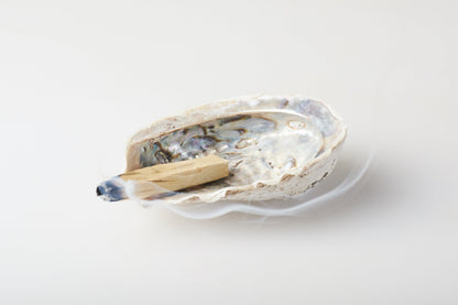 Genuine Abalone Shell
