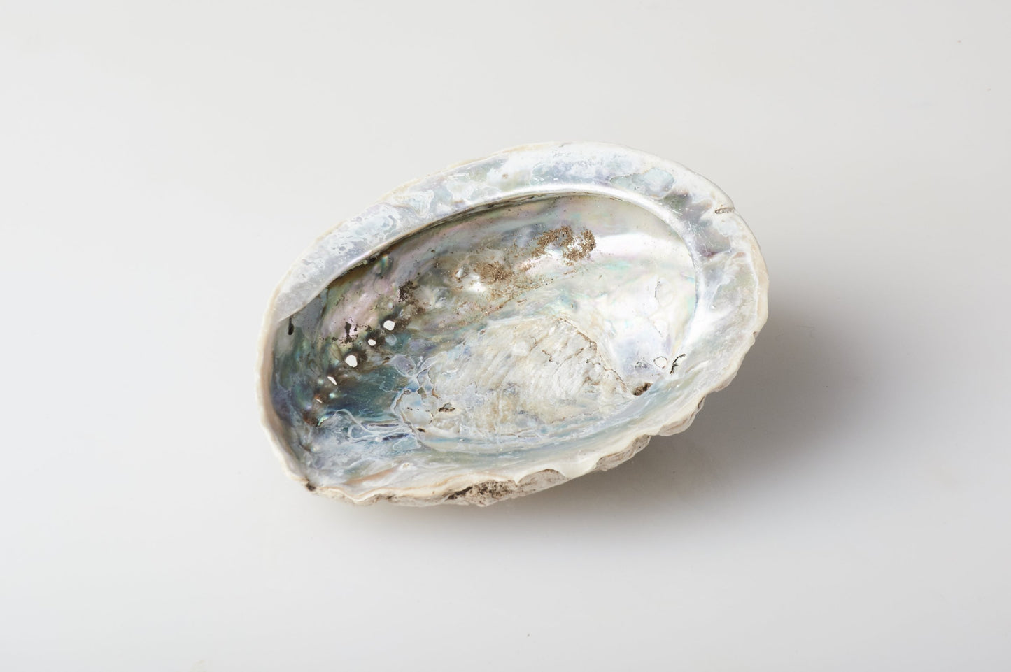 Genuine Abalone Shell
