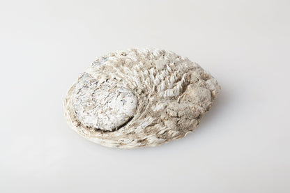 Genuine Abalone Shell